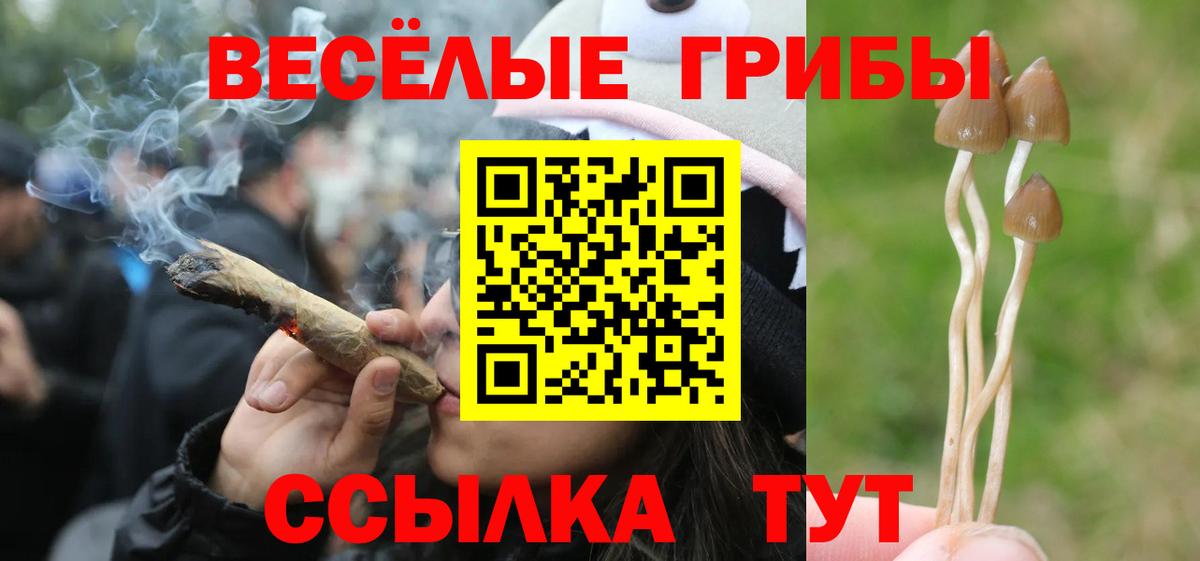 Камень-на-Оби  Галлюциногенные грибы GOLDEN TEACHER  купить   Псилоцибиновые грибы Magic Shrooms  Вход с VPN 